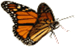butterfly poems, butterfly quotes, wedding day quotes, wedding day poems, wedding butterflies, wedding butterfly, butterfly wedding, butterfly weddings, butterfly release, buy butterflies, live butterfly, butterflies for weddings, butterfly releases, butterfly weddings, live monarch butterflies, butterflies in ohio, ohio butterfly release, www.monarchbutterflywedding.com, www.butterflyreleasewedding.com,