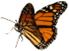 butterfly poems, butterfly quotes, wedding day quotes, wedding day poems, wedding butterflies, wedding butterfly, butterfly wedding, butterfly weddings, butterfly release, buy butterflies, live butterfly, butterflies for weddings, butterfly releases, butterfly weddings, live monarch butterflies, butterflies in ohio, ohio butterfly release, www.monarchbutterflywedding.com, www.butterflyreleasewedding.com,