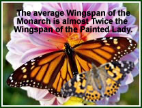 Compare the monarch butterfly to the painted lady butterfly